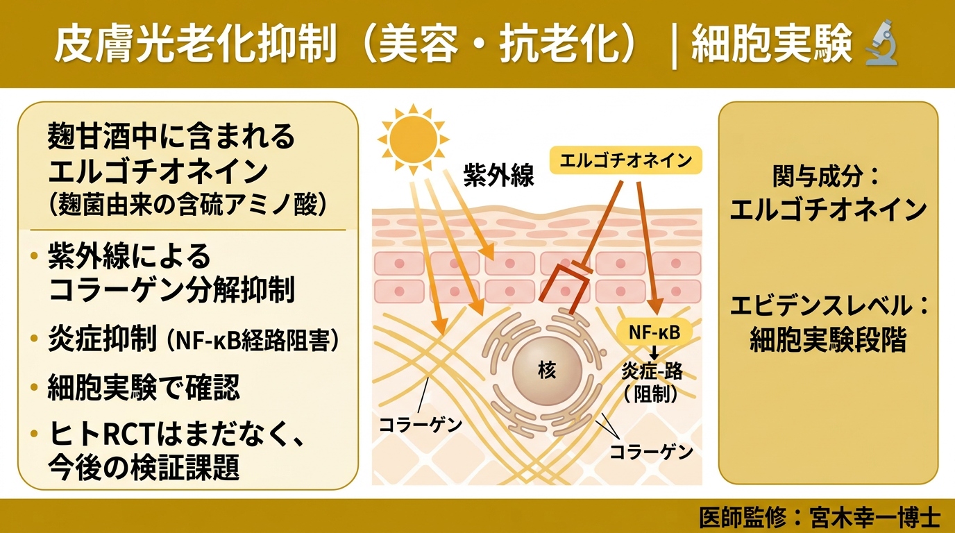 エルゴチオネインと皮膚光老化抑制の細胞実験を説明する図