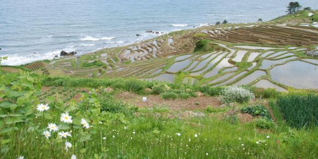 石川県輪島市白米町にある棚田「白米千枚田」